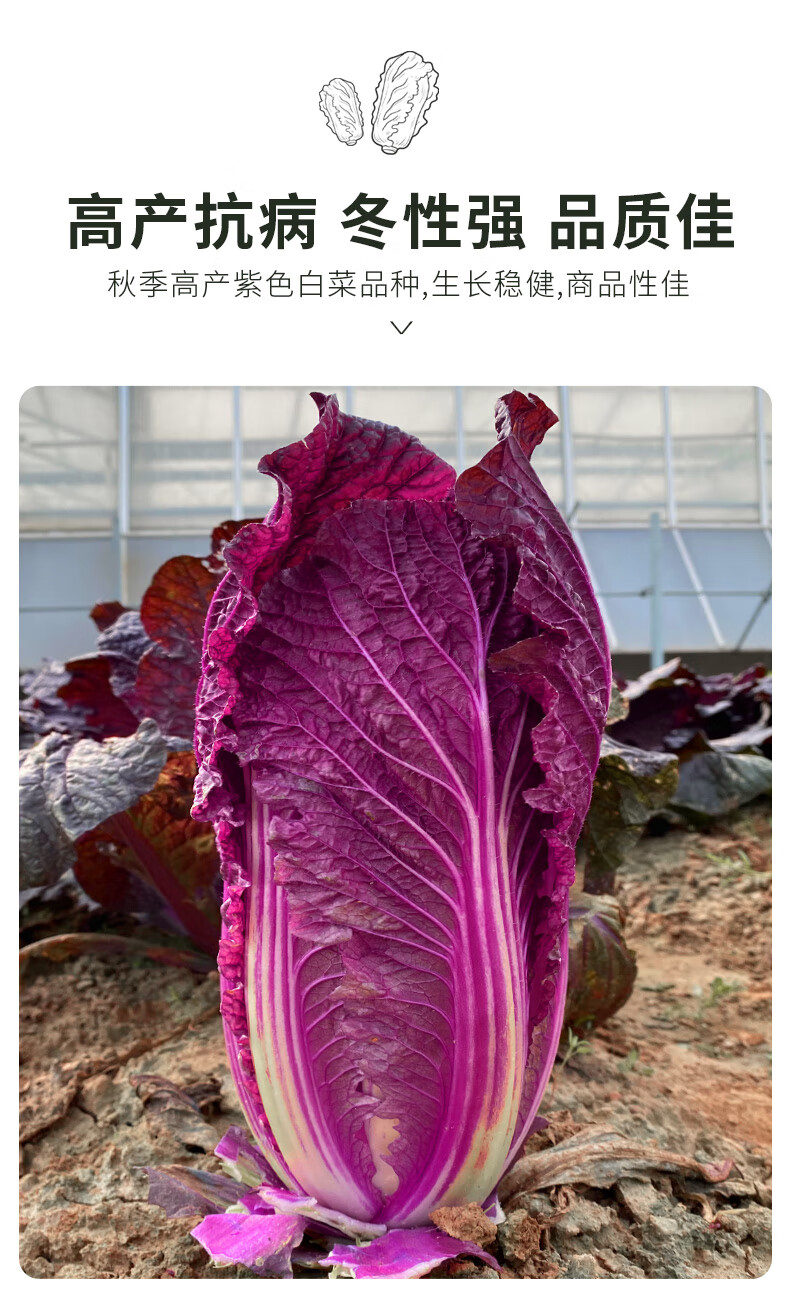 紫白菜种孑红色大白菜种子秋天冬季稀有特色四季菜蔬菜籽 高品质紫