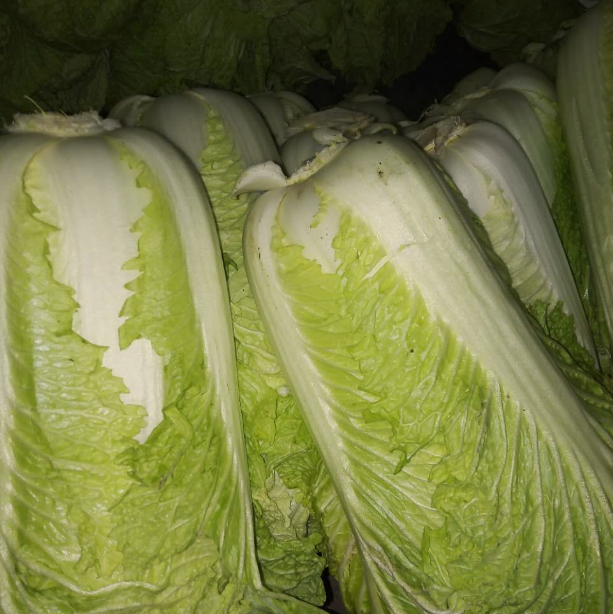 新鲜大白菜 农家菜黄心鲜嫩小白菜 冬季现摘青菜 5斤(1-2颗)