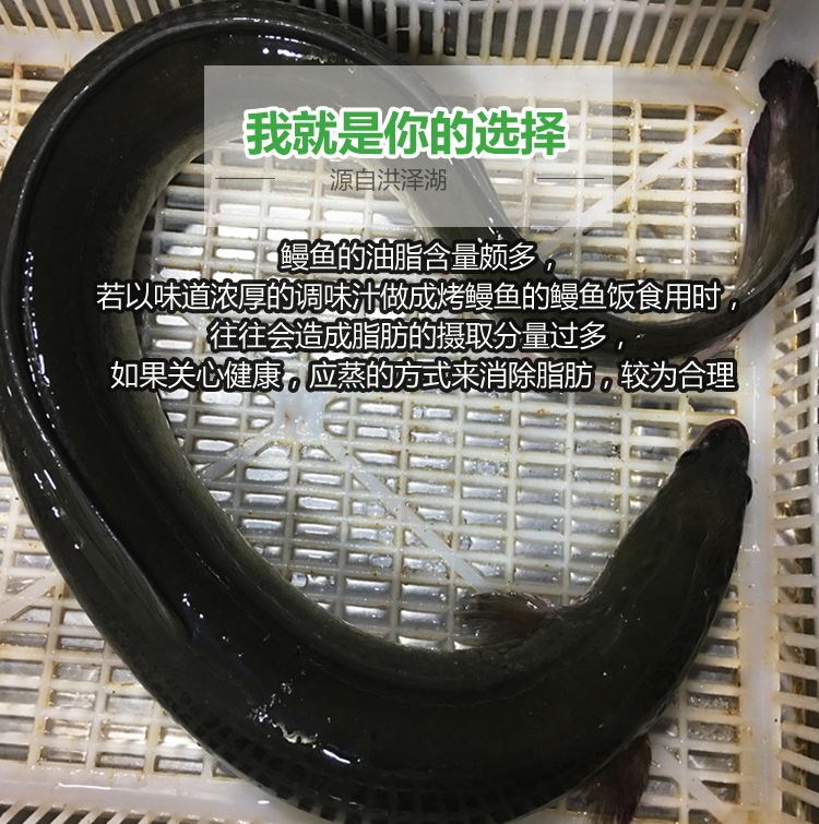 老閆家新鮮生猛白鱔鮮活鰻鱺青鱔白鰻河鰻鰻魚現殺壽司白鱔魚500g