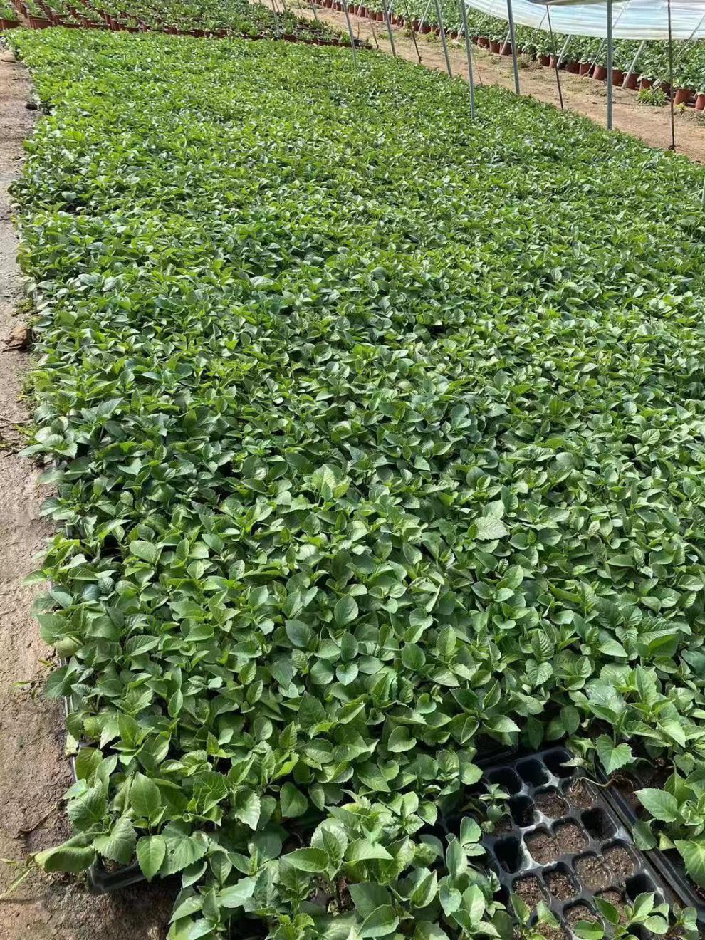 大丽花花苗巨型地瓜花苗球花卉盆栽带花苞重瓣特大绿植庭院花卉 朵芮