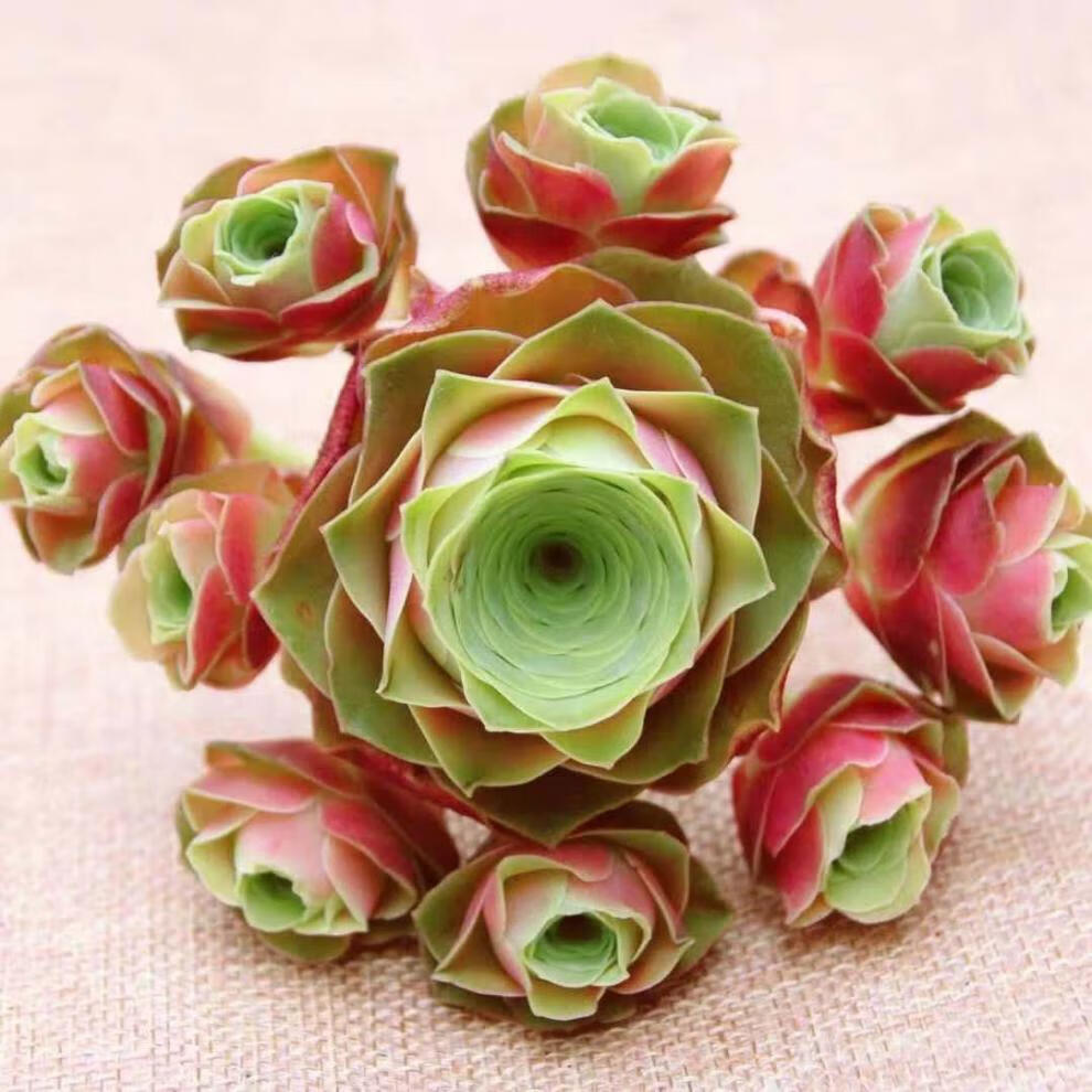 黄金山地玫瑰多肉水蜜桃 粉耶罗酒杯 鸡蛋玫瑰办公室组合室内盆栽 c7