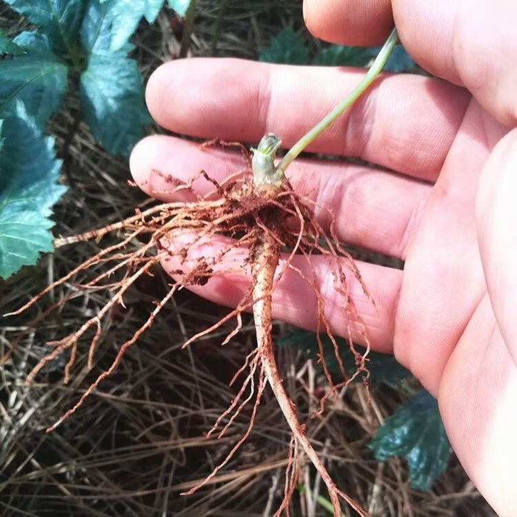 正宗云南文山1年生三七苗2年三七田七苗幼苗药材苗三七种子苗 一年活