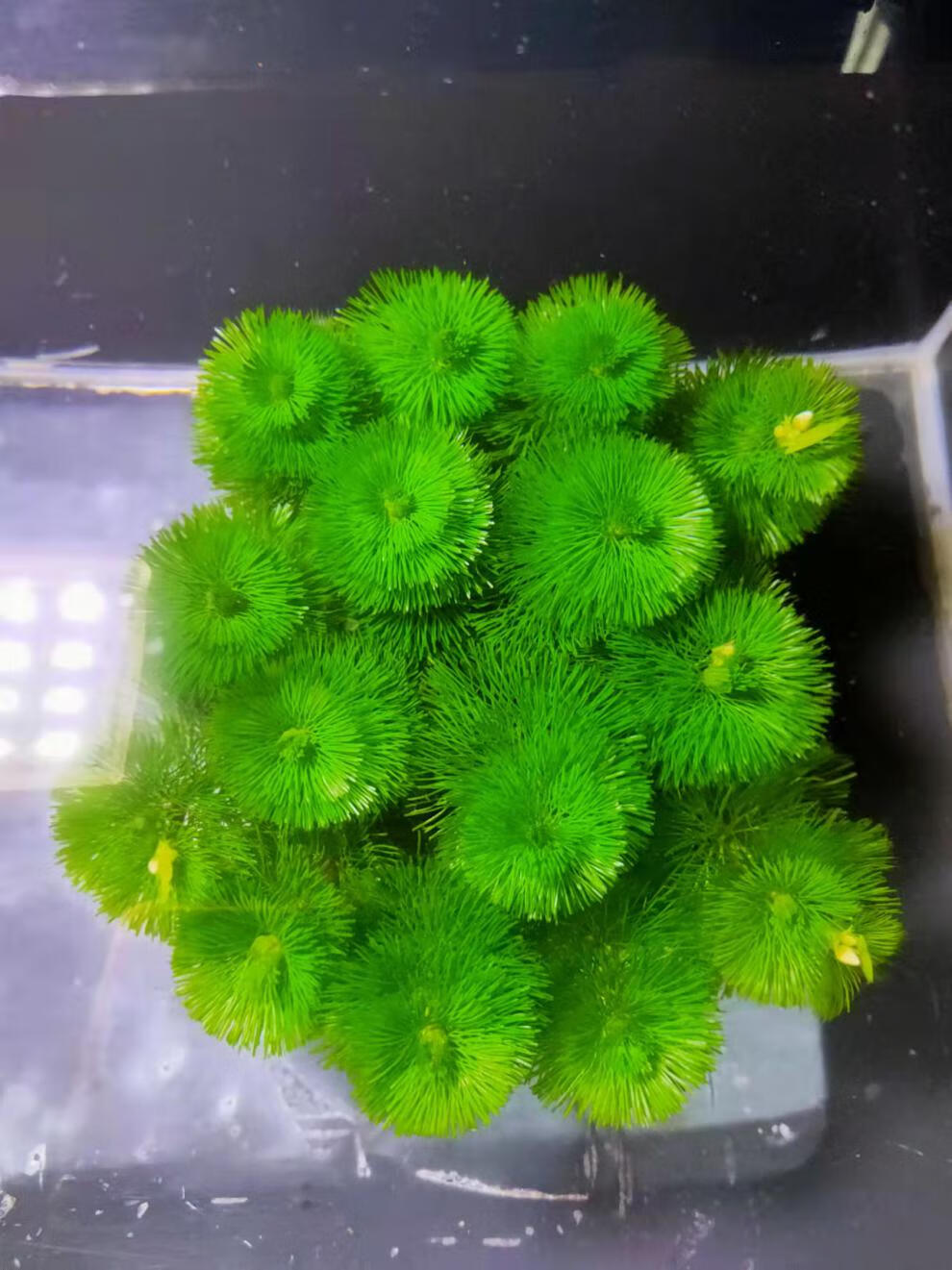 蜈蚣草植物绿菊鱼缸造景装饰金鱼藻增氧阴性活体淡冷水懒人真水草