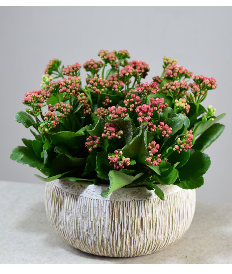 长寿花盆栽重瓣带大花苞四季植物办公室内阳台好养易活小绿植花卉暮染