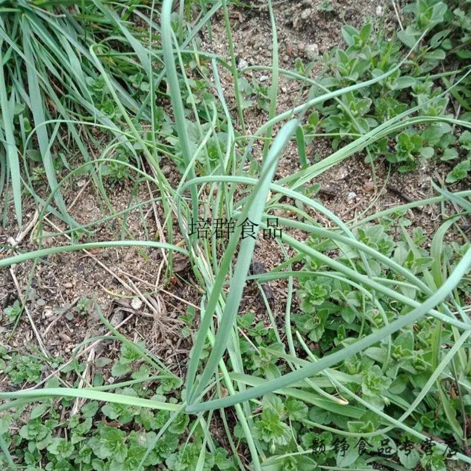 贵州黎平酸藠头野葱头酸泡菜用酸辣椒腌制新鲜交头酸葱果吃货零食 1斤