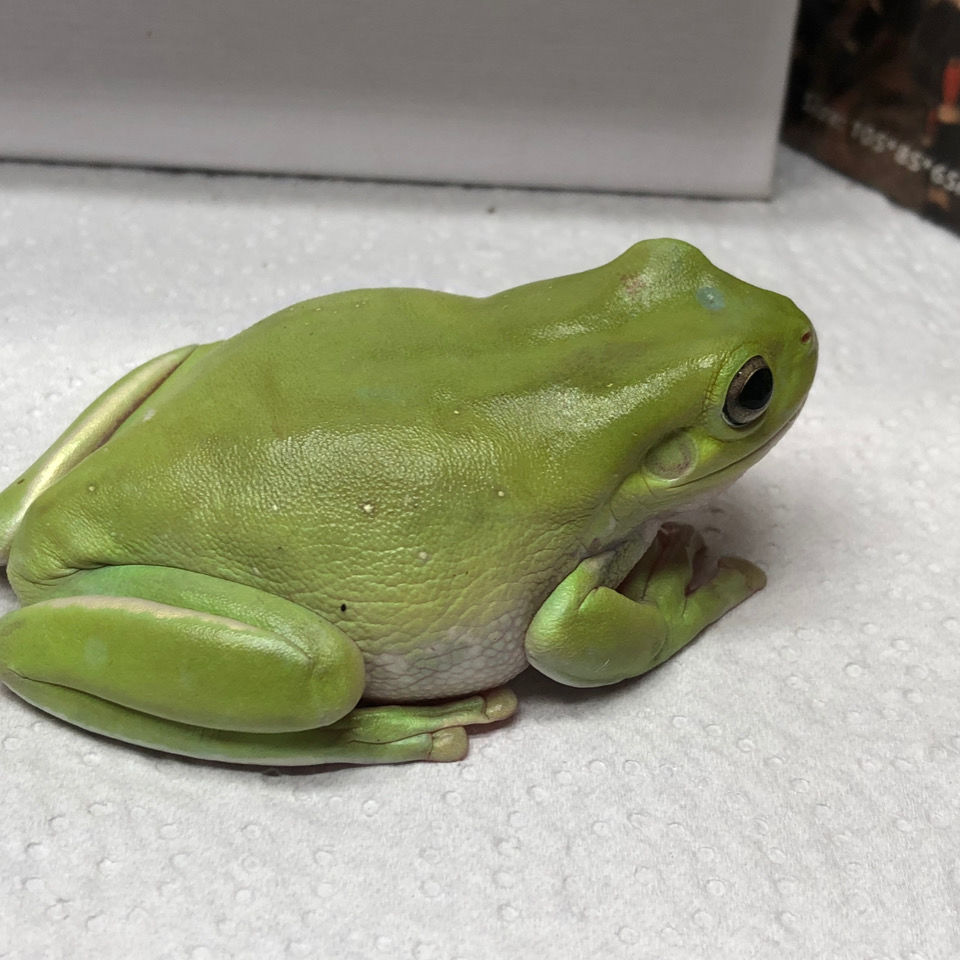 树蛙可爱超萌旅行青蛙姥爷树蛙活体观察生物小朋友生日送礼姥爷树蛙2