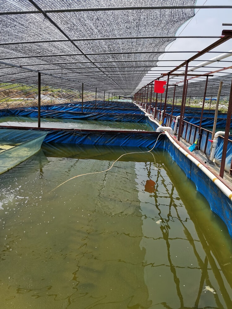 cmcm澳洲淡水龙虾鲜活虾苗外塘养殖观赏蓝虾繁殖组小青龙小龙虾苗 1-2