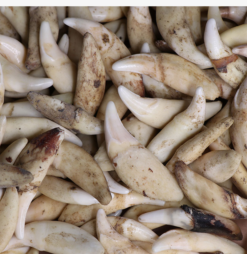 美芙仁现拔真黑狗牙项链情侣狼牙吊坠儿童狼狗饰品男士女骨质真牙齿