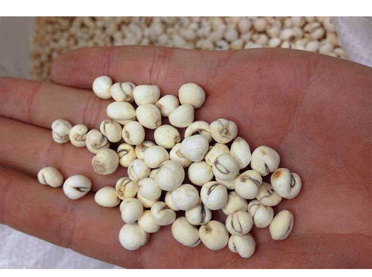 正宗西藏那区藏贝母野生尖贝大颗粒味苦100g正宗藏贝母2大袋500g