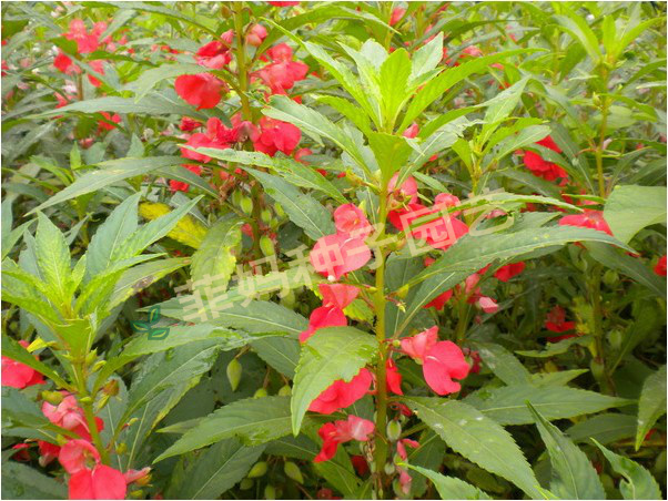 新種七彩鳳仙花種子女兒花指甲花茶花鳳仙花籽花卉種子彩色鳳仙花種籽