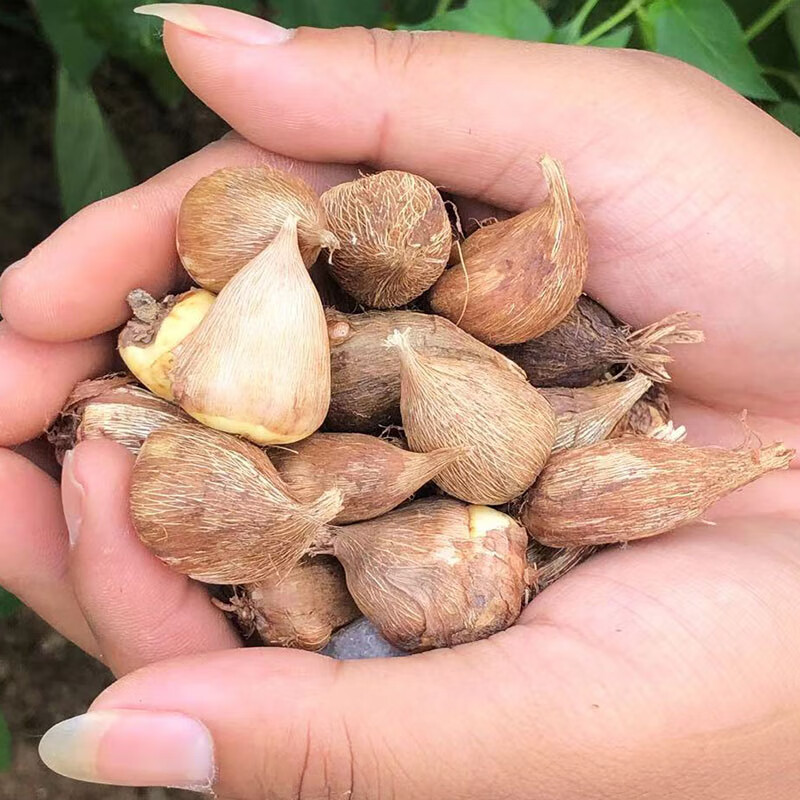 植物球根花卉种子秋冬养小苍兰种球e套餐大球5个品种各6颗种球其他