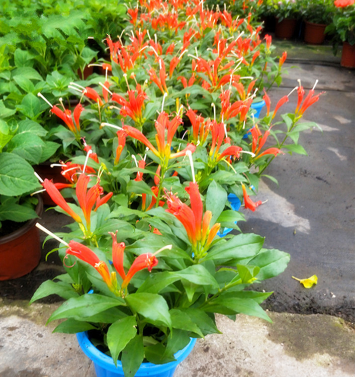 凤凰还巢又名红鲸鱼火凤凰金鱼花庭院阳台盆栽植物带花满额 紫凤凰