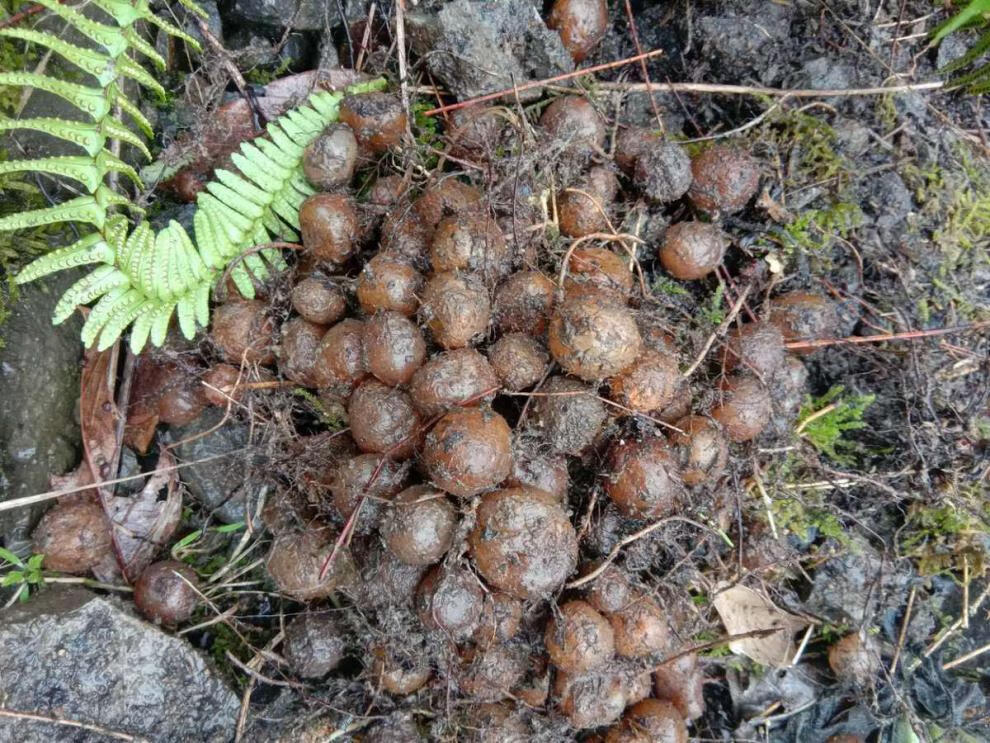 贵州纯野生新鲜石黄皮现采现发凤凰蛋蛇蛋马骝卵化狗儿肾蕨果石黄皮5