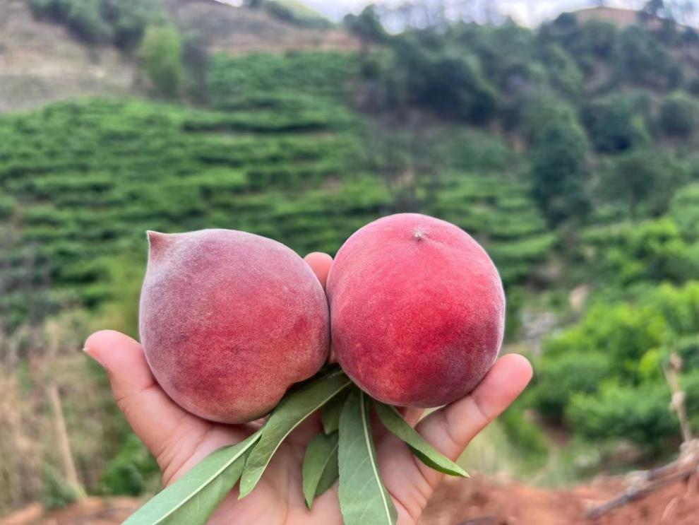 攀枝花脆桃新鲜水果蜜桃现摘黑美人桃子火焰桃应季孕妇整箱甜精品礼盒