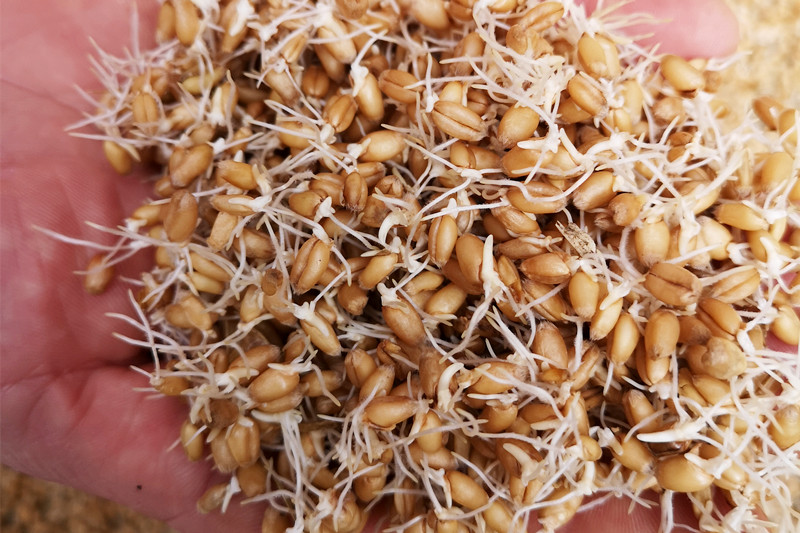 亏本卖啦硒麦芽天然有机麦芽硒晒麦芽硒麦芽五味子粉茶500g伟博