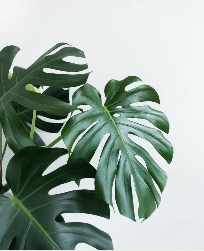 龟背竹客厅大型盆栽办公室绿植盆景吸甲醛净化空气绿色植物新品 小盆