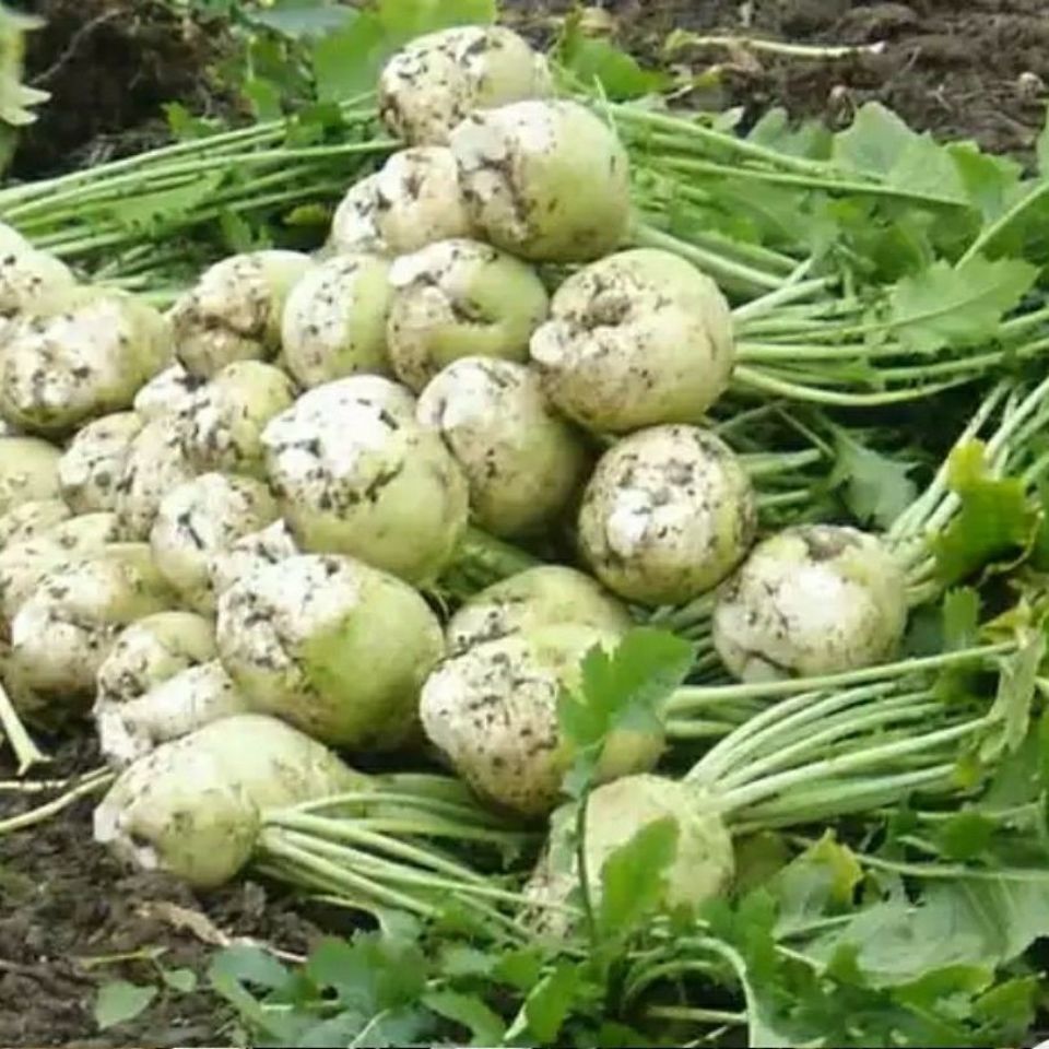 广西大头菜梧州藤县特产农家自制咸菜干下饭菜菜疙瘩蔬菜干1斤小头菜