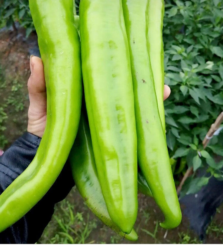 大禹 牛角椒种子辣椒苗微辣特大尖椒秋冬季蔬菜籽 辣帝1号尖椒苗 6棵