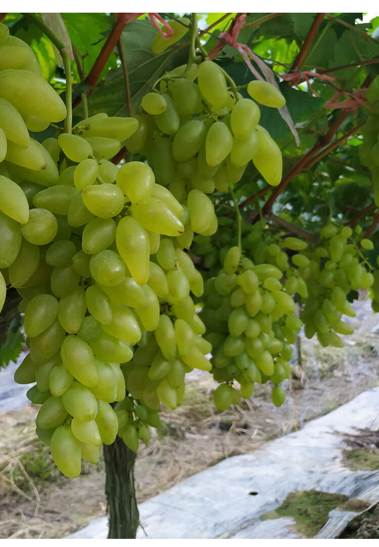新鲜金手指葡萄2/3/5斤当季水果奶香葡萄提子 生鲜团建活动商务送礼 2