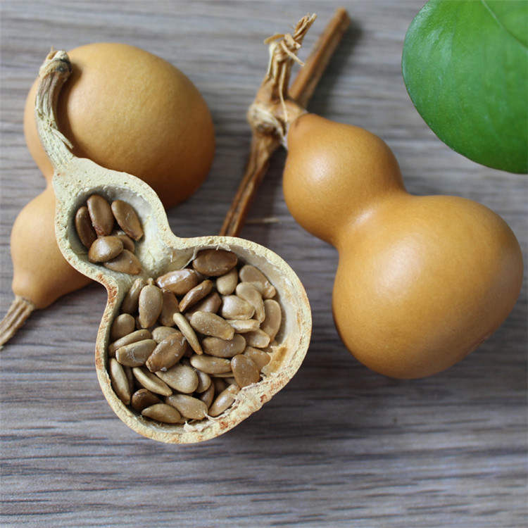 花玲珑 手捻小葫芦种子微型小葫芦籽特小美国铁包金葫芦种子 特小手捻