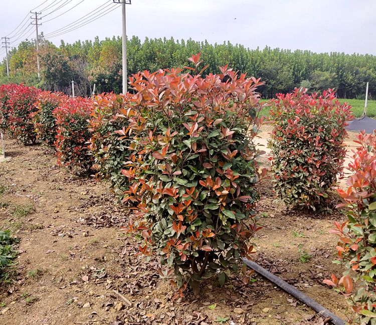 红叶石楠树苗小苗围墙绿篱植物高杆四季常青庭院绿化新品柱 40-50高