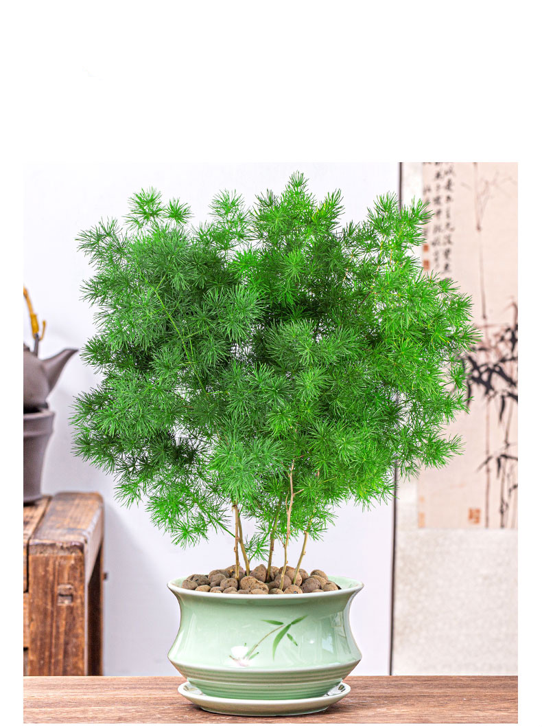 盆栽生肖猴植物室内小盆景四季常青好养净化空气花卉五年苗蓬莱松坚持