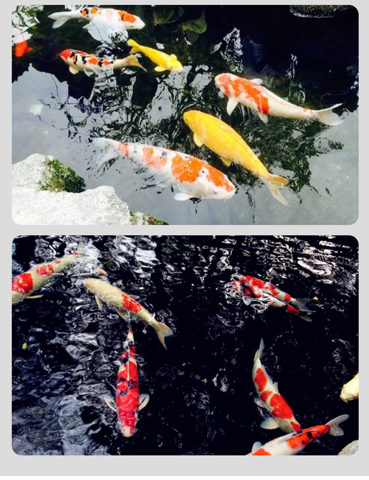 七彩锦鲤鱼活体观赏鱼活鱼小型易养冷水淡水小鱼苗金鱼宠物景观活活物