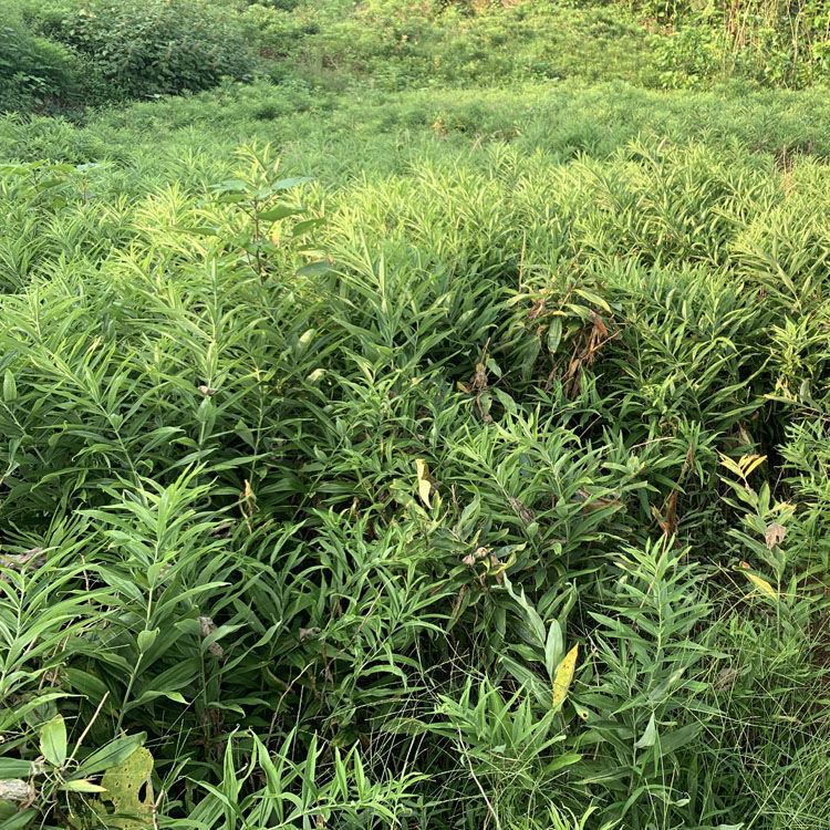 四川新鲜现挖黄精老虎姜58年天然黄精鸡头参大黄姜食用煲汤100克试用