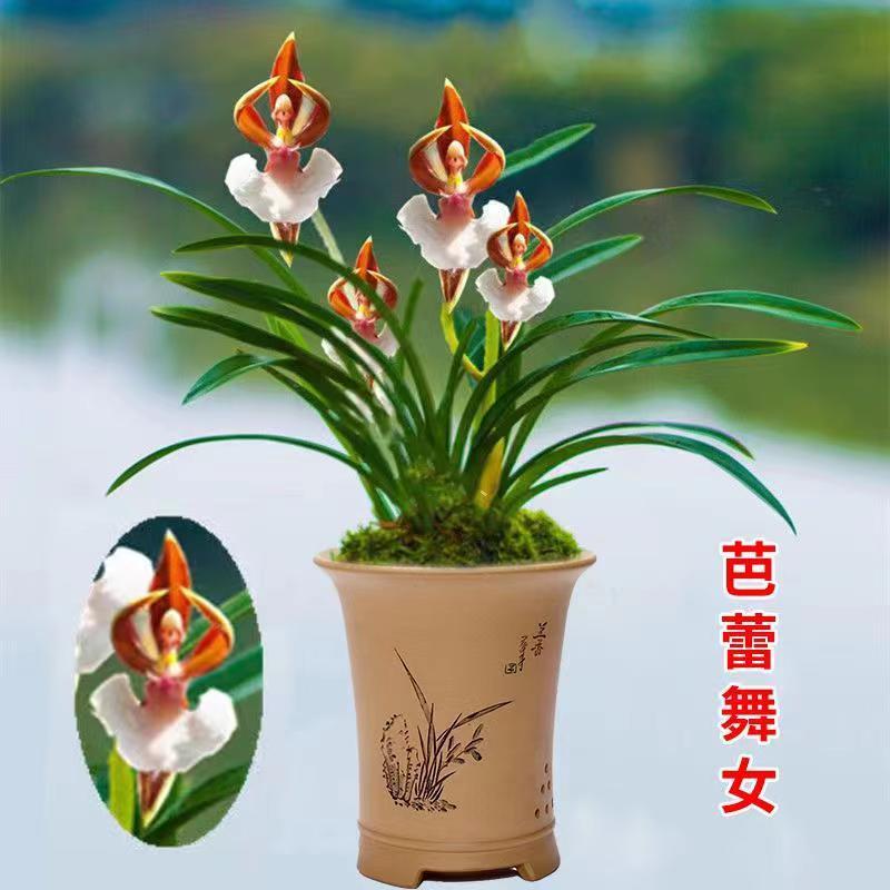 兰花苗花期带花苞四季开花盆栽花卉浓香型室内兰草好养活耐寒雪舞红尘