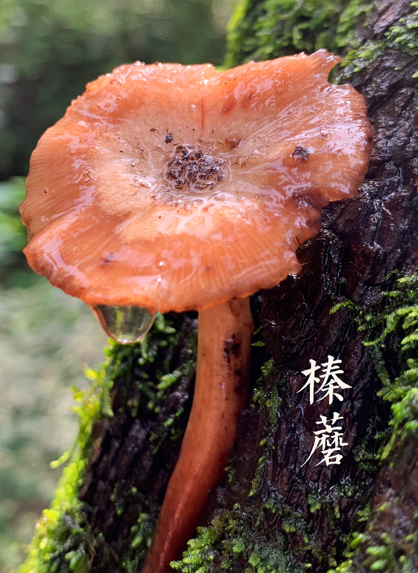 东北东北特产蘑菇礼盒辽宁沈阳野生松蘑榛蘑红蘑山货500g年货【图片