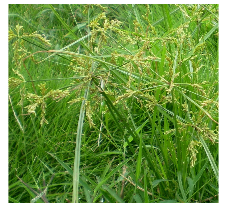 幸园国光莎能莎草净坪安镢莎马尼拉草坪除草剂除香附子草水蜈蚣300g