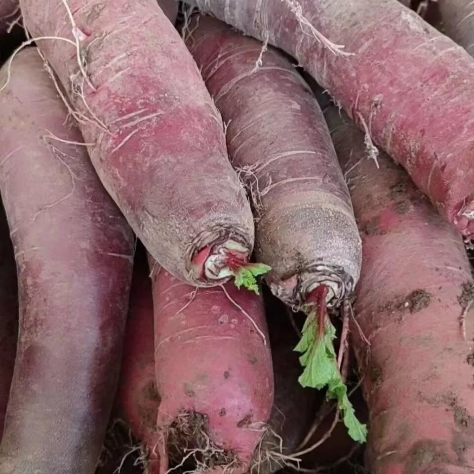 农家穿心红萝卜非全红胭脂萝卜红皮萝卜现拔现发邳州苏北鲁南特产