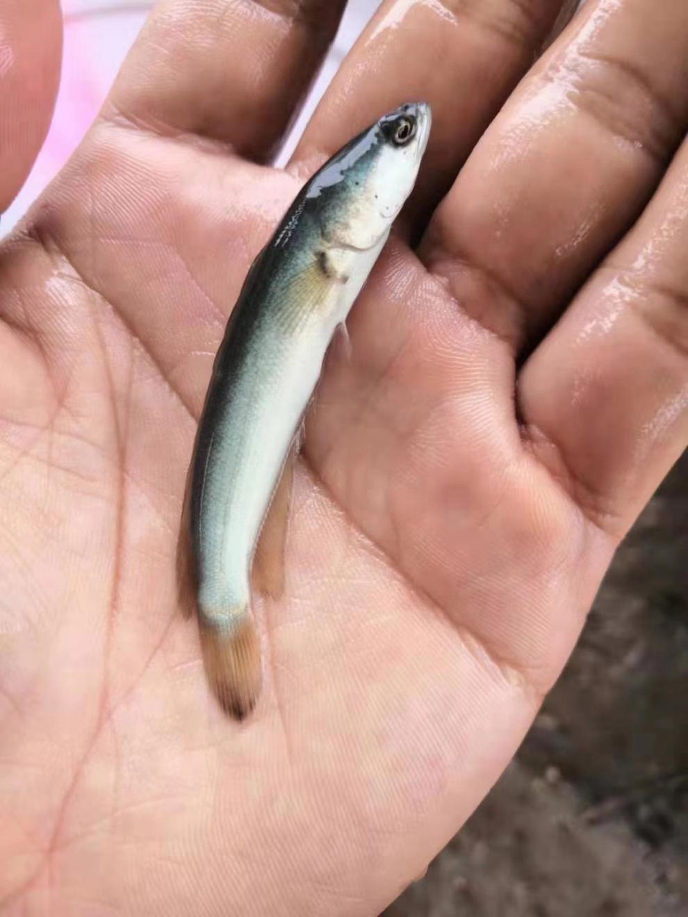 水木风 白乌鱼 白甲雷龙 白化黑鱼 乌鱼 财鱼活体观赏鱼 淡水凶猛冷水