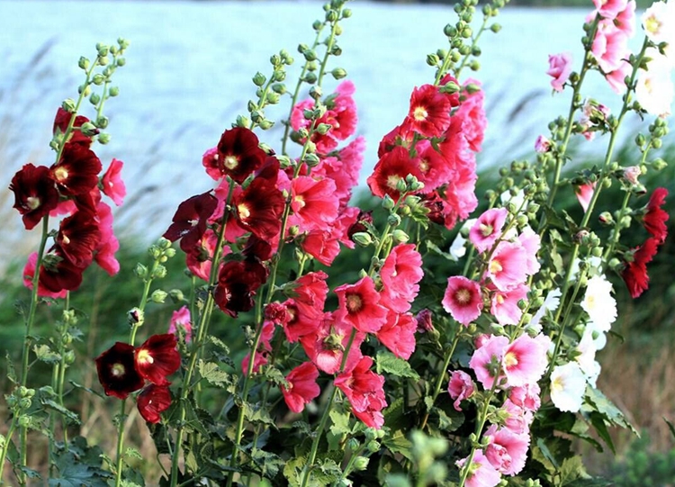 蜀葵重瓣大花种籽子一丈红花苗花卉种孑好养易活的花四季开花不断蜀葵