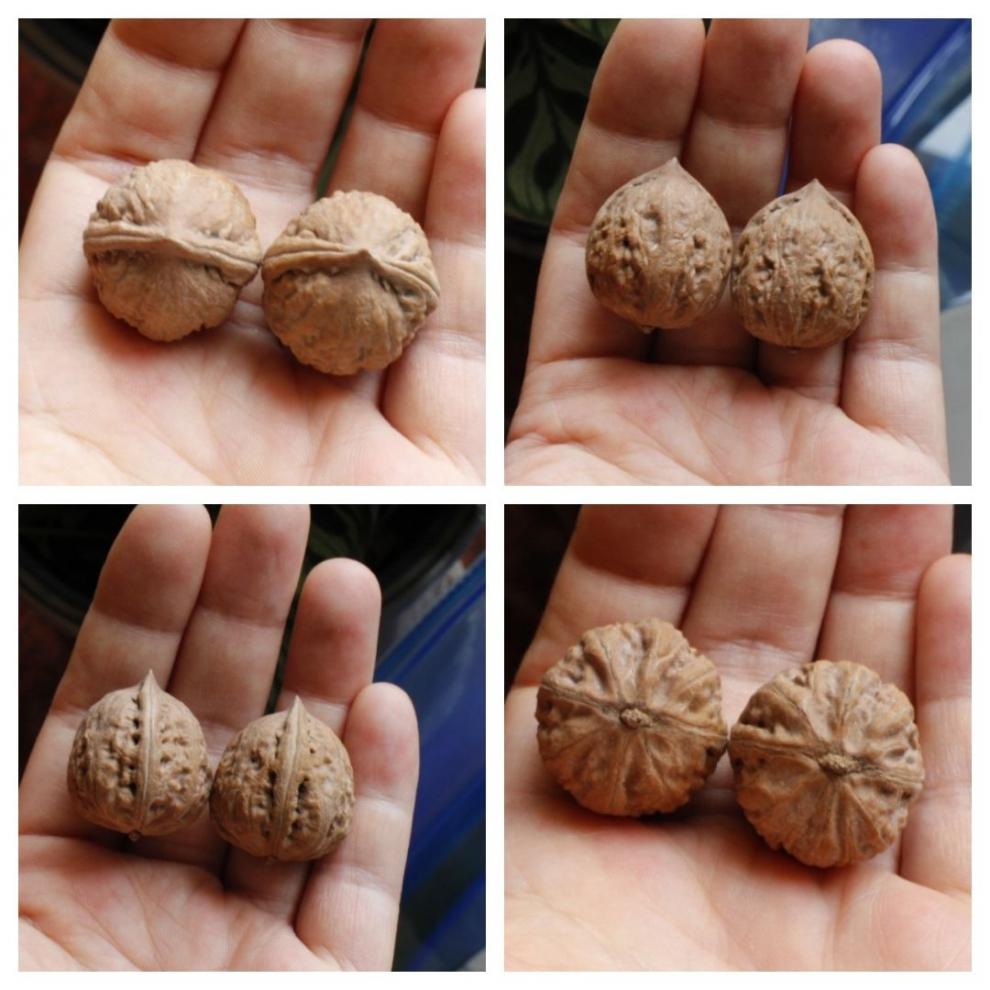 艾墨菲成对把玩文玩核桃秋子野生山核桃一对手捻手玩太行山脉核桃一号