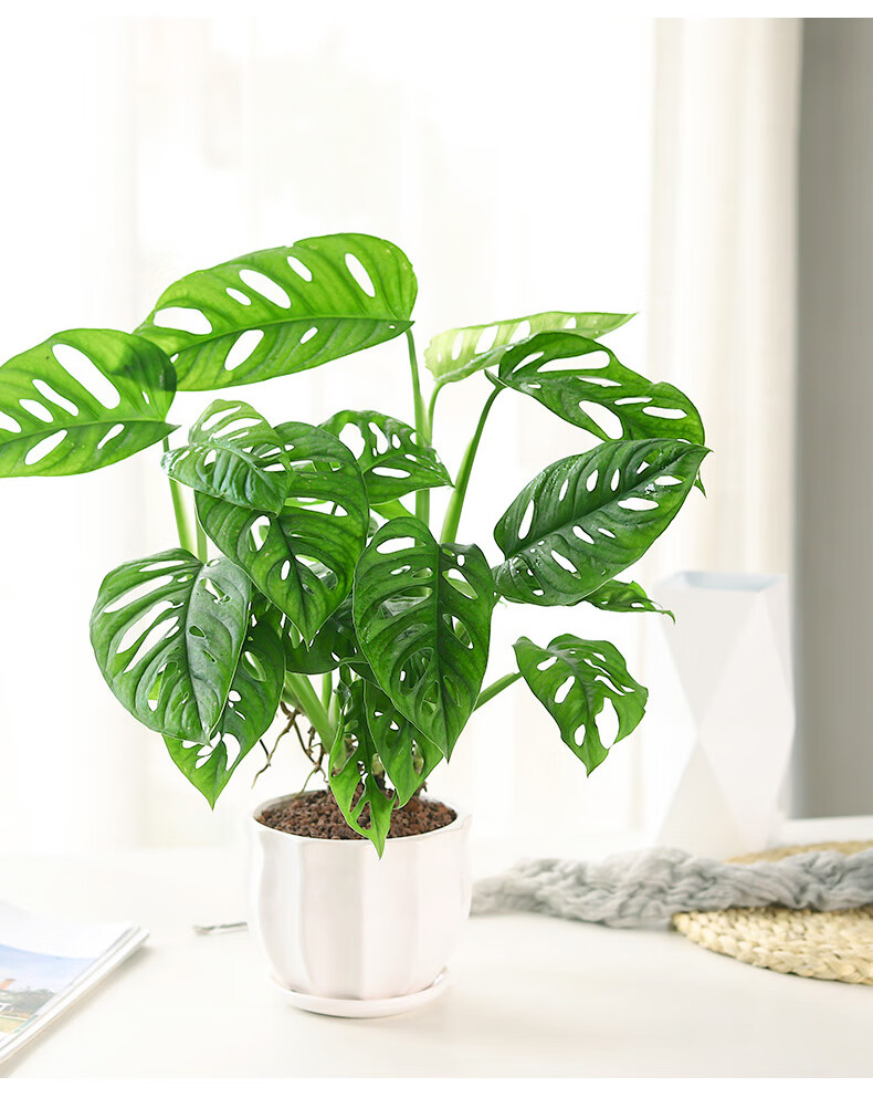 星派果 仙洞龟背竹盆栽植物多孔绿植室内客厅北欧洞洞芋植物净化空气