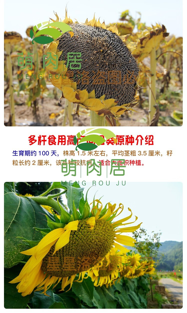 观赏向日葵种子高产瓜子种大粒向日葵种子原种大型食用向日葵花种 矮