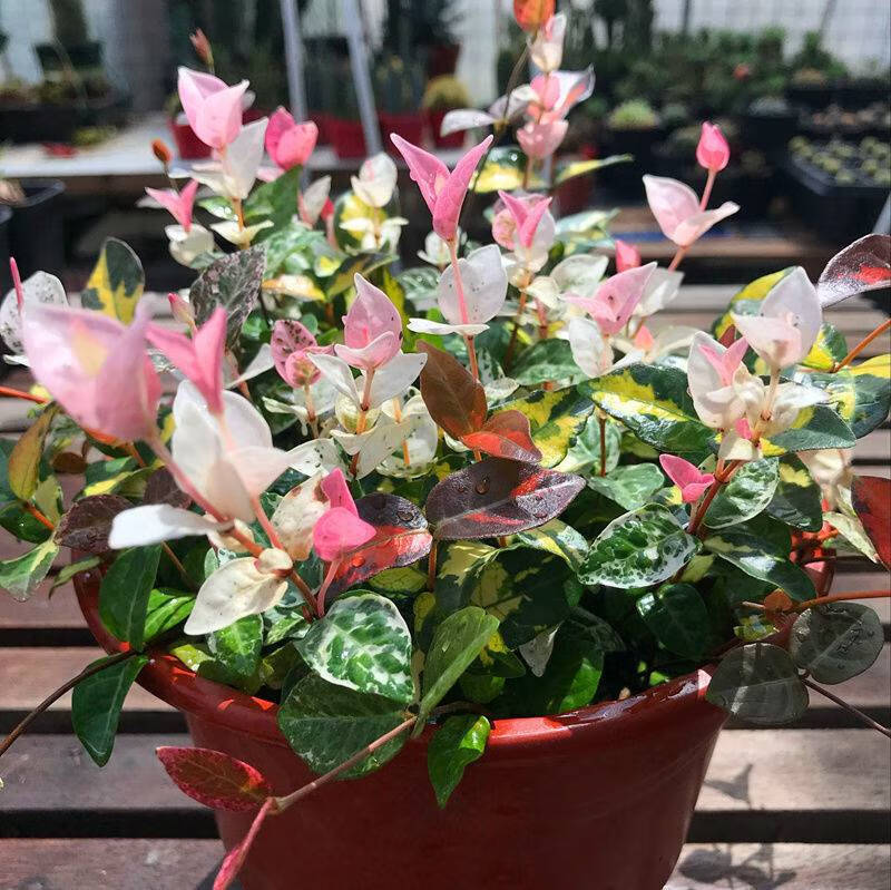 梅紫罗兰千叶吊兰盆栽花卉青叶常青藤金边吊兰金鱼牡丹苗 紫罗兰一盆