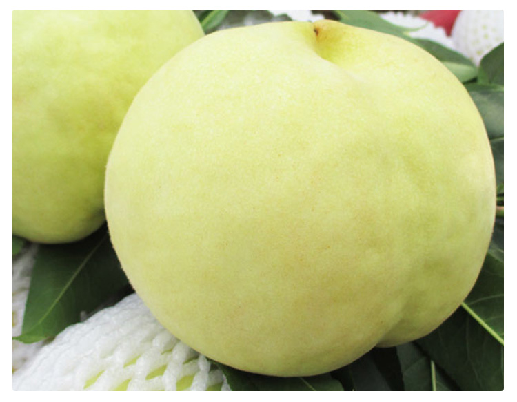 【顺丰】山东肥城佛桃 当季寿桃新鲜孕妇水果脆甜桃