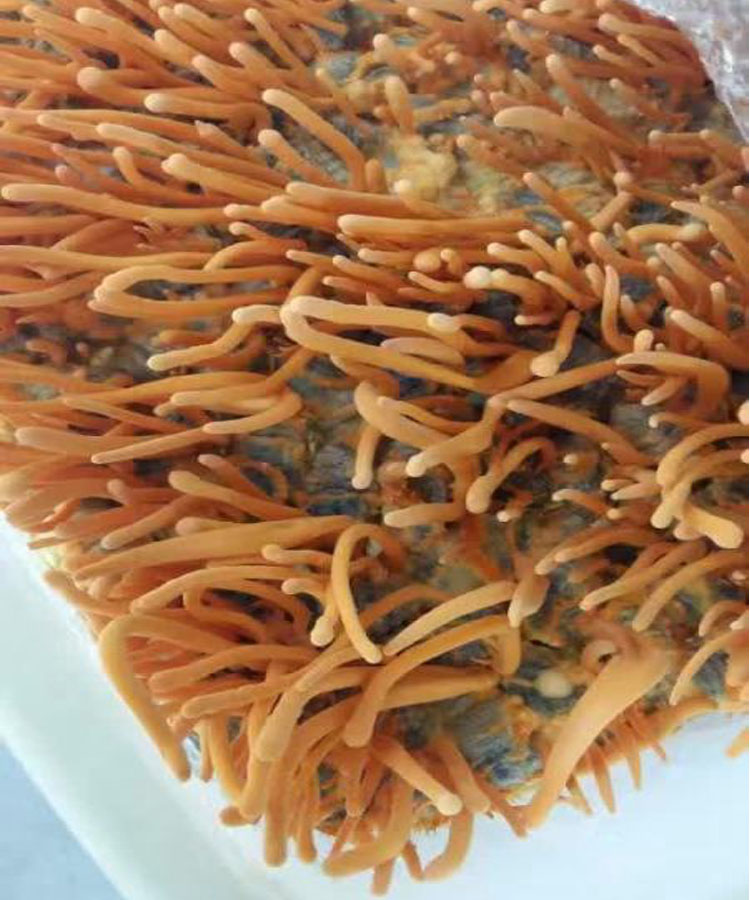 蛹虫草 真蚕蛹草 虫草花 北虫草 特级野生干货泡水煲汤 泡酒 蛹虫草