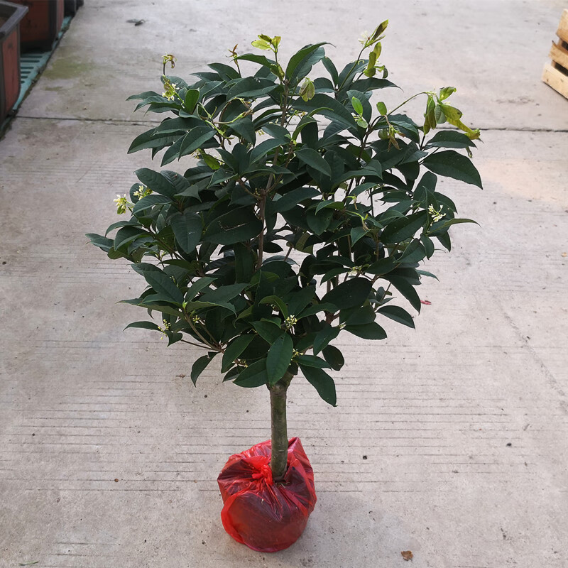四季桂花盆栽矮霸桩桂花树苗植物景室内外卉开花浓香阳台庭院月桂 四