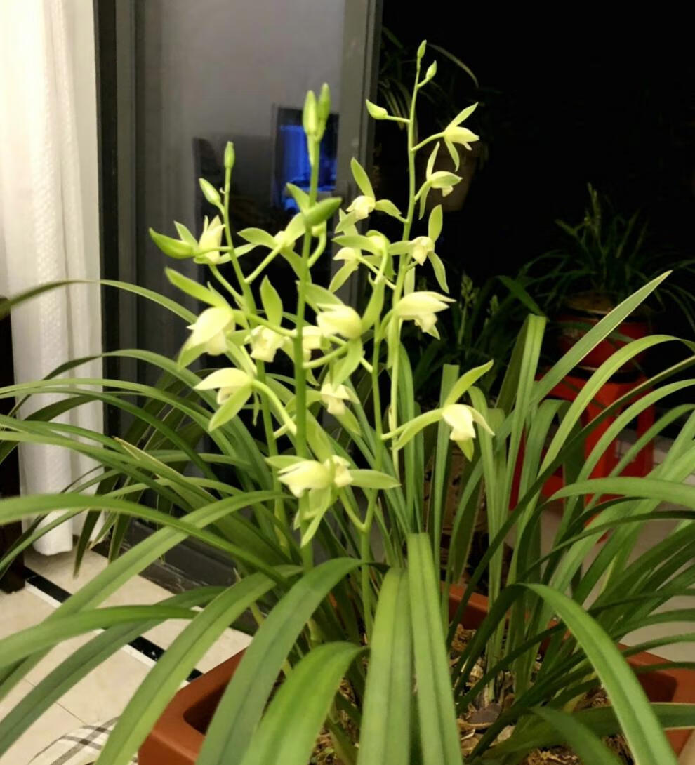 带花苞浓香正宗素心银边大贡古时贡品香味霸道清冽四季兰花6苗连体2