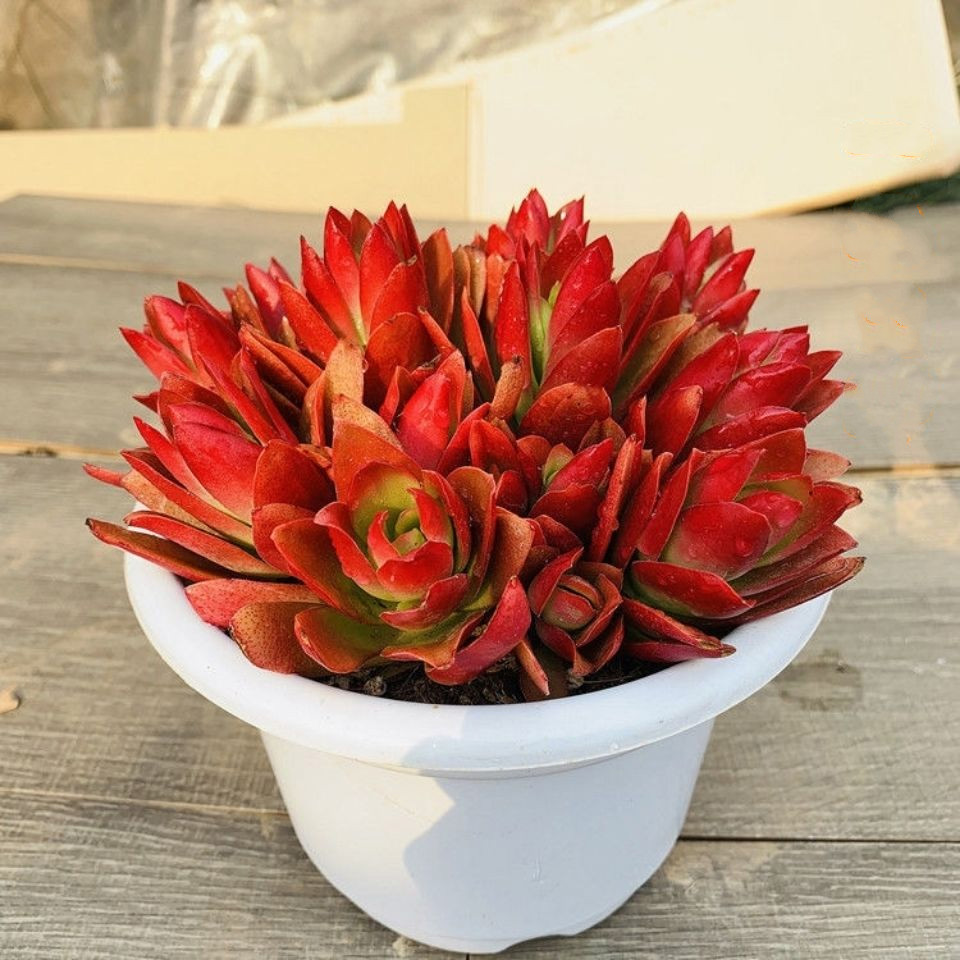 火祭多肉植物紫蝶劳伦斯红叶祭多头群生小老桩花卉绿植盆栽植物v3火祭