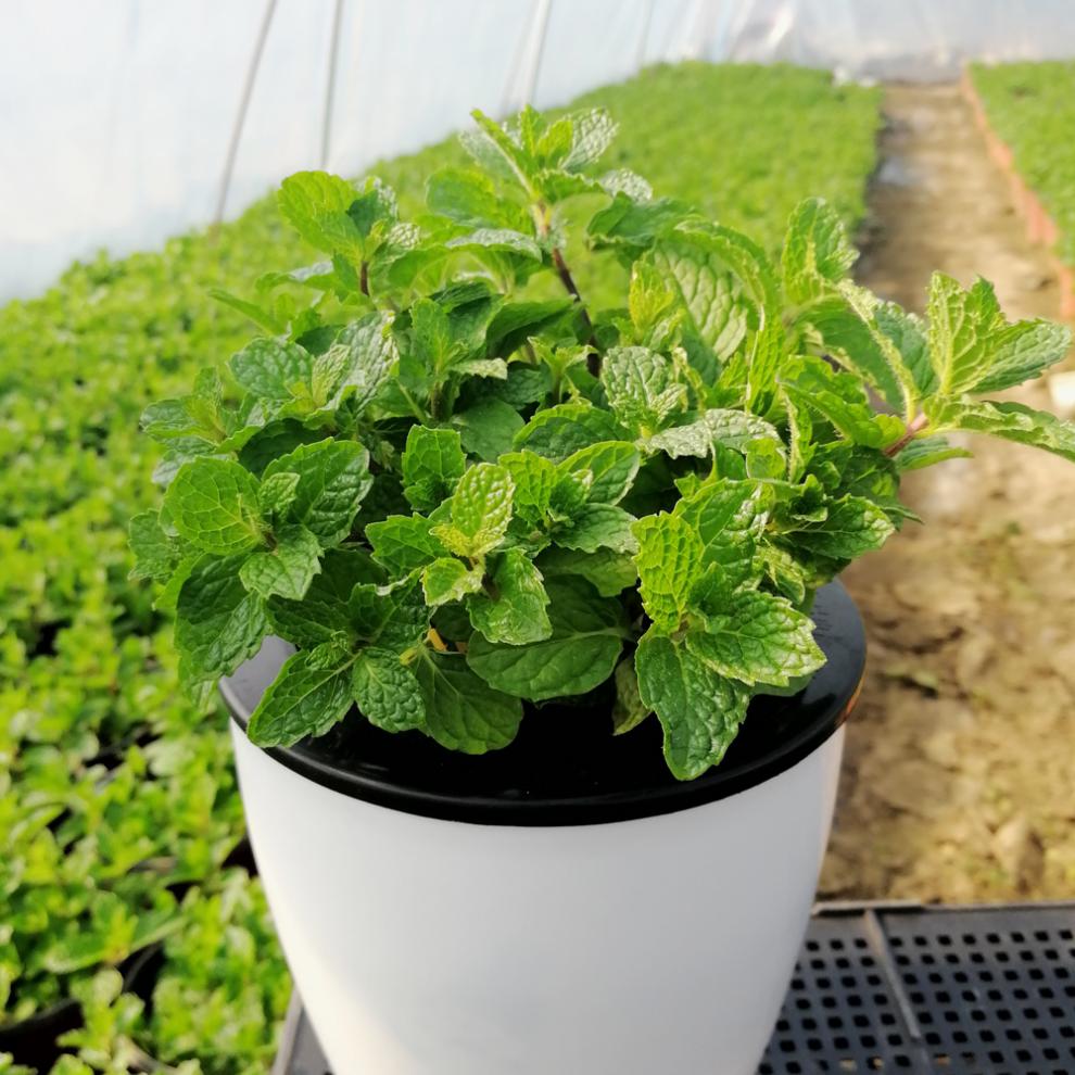 薄荷盆栽新鲜可水培薄荷苗可泡茶办公室桌面盆栽 薄荷 蓝木桶塑料盆