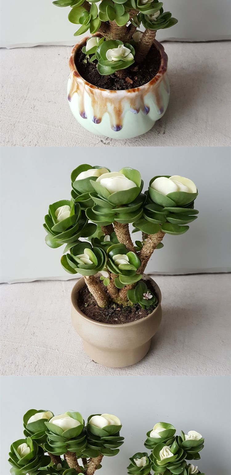 金钱木老桩新款带锦金钱树多肉超大植物盆栽室内外绿植