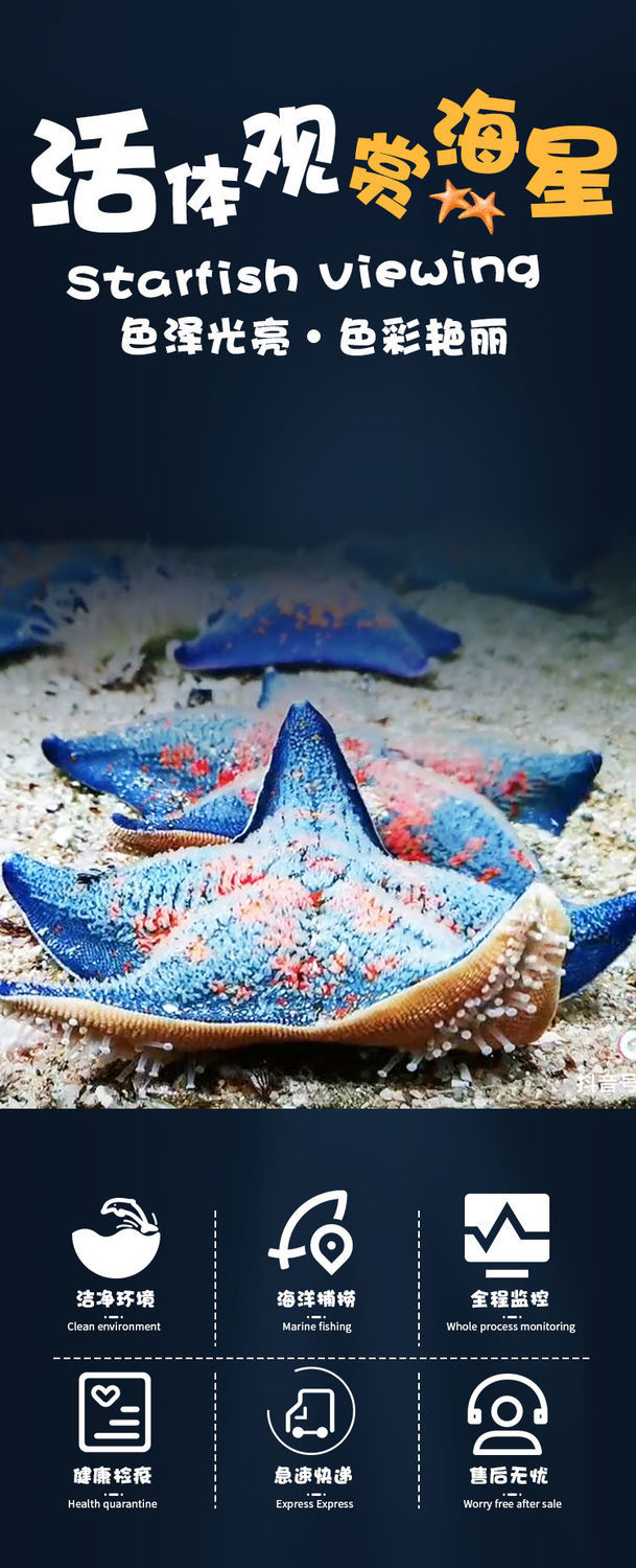 海星活体活宠物活体野生海水鱼缸迷你海洋生物观赏动物活的翻砂小海星