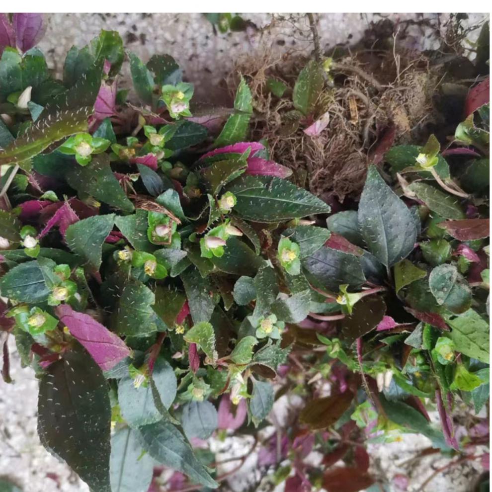 风柜斗草楮头红风鼓草风骨草风谷草新货高品质正宗味道酸绿叶250g