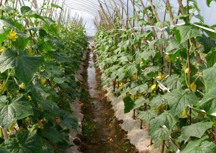 竹竿2米高 3米 竹杆 种菜 菜架小竹菜架竹竿棍菜园搭架户外篱笆豆角