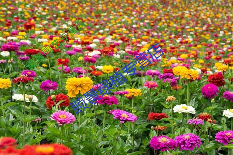 唯友(weiyou)室外草花种子庭院花种四季开花花子籽百日草花卉植物花籽