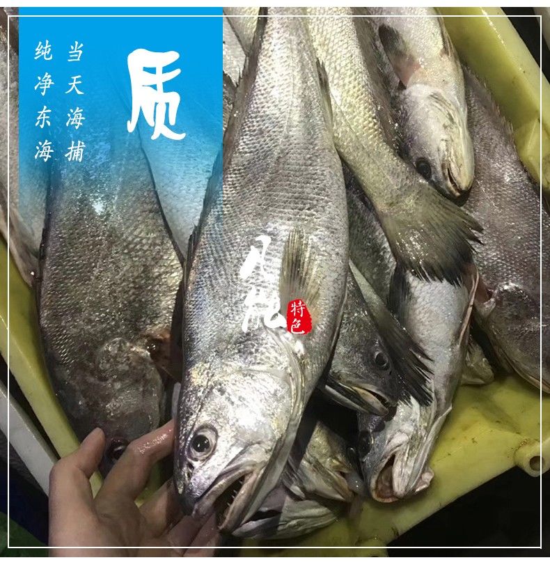 新鲜海捕鳘鱼民鱼米鱼敏鱼鮸鱼鳘鱼胶花胶速冻5斤大号鳘鱼79条